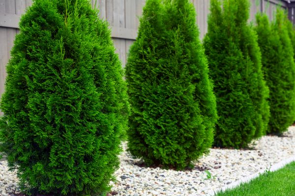 Arborvitae Planting in Surprise