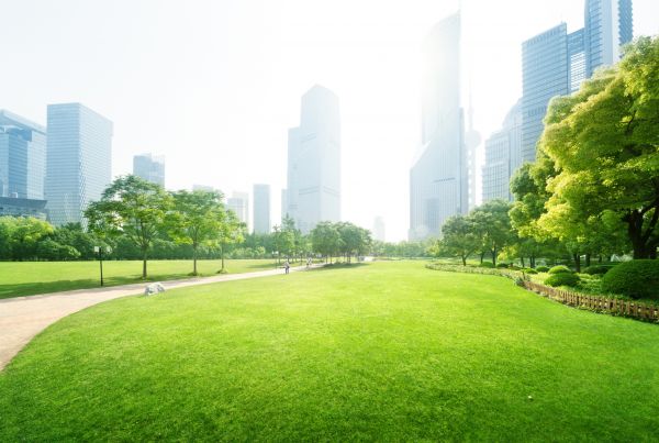 Commercial Landscape Maintenance in Surprise