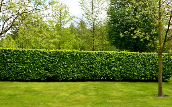 Hedge Planting in Surprise