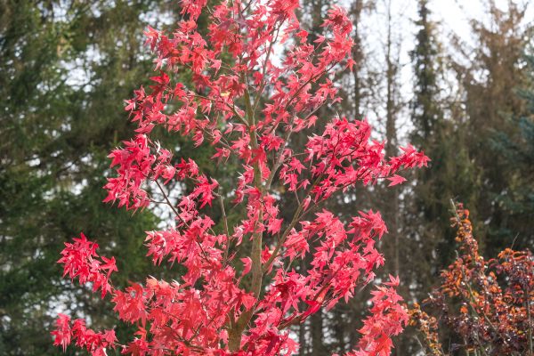 Japanese Maple Planting in Surprise