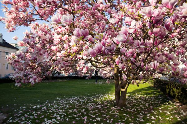 Magnolia Tree Planting in Surprise