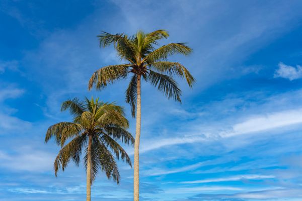 Palm Tree Planting in Surprise