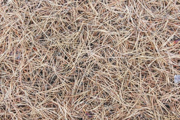 Pine Straw Installation in Surprise