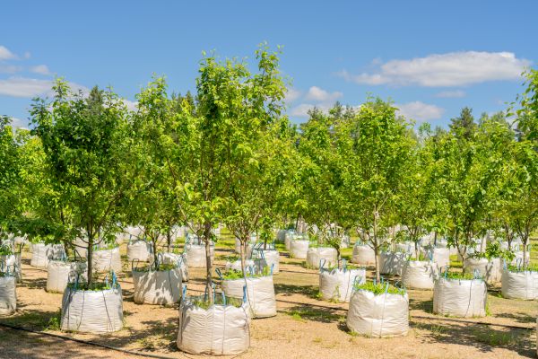 Tree Planting Service in Surprise