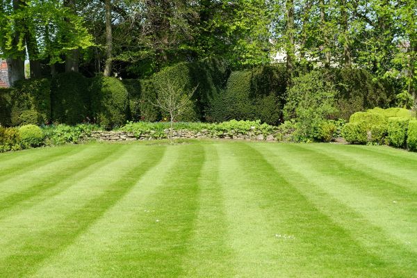 Lawn Renovation in Surprise