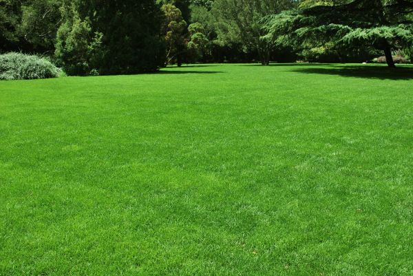Lawn Landscaping in Surprise