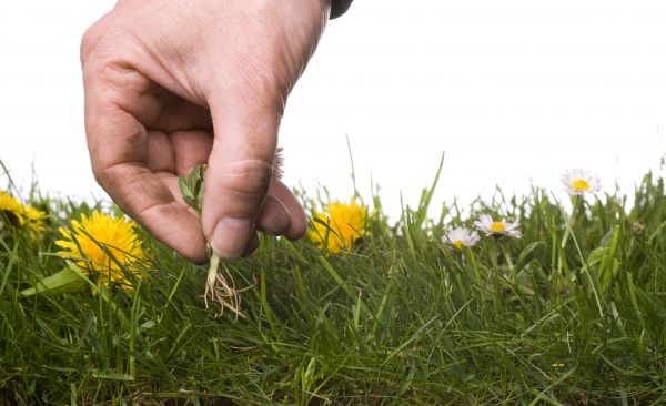 Lawn Weeding in Surprise
