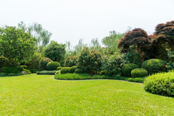 Tree Landscaping in Surprise
