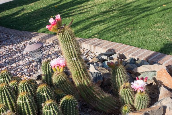 Desert Landscaping in Surprise