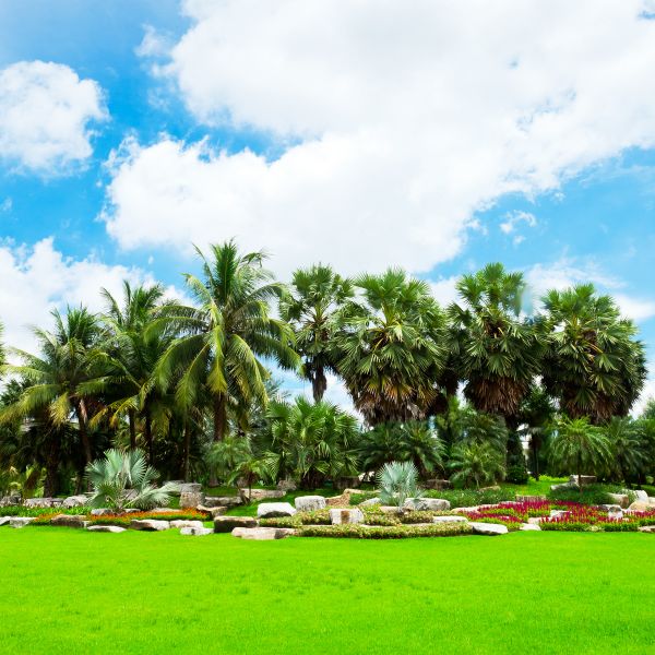Tropical Landscaping in Surprise