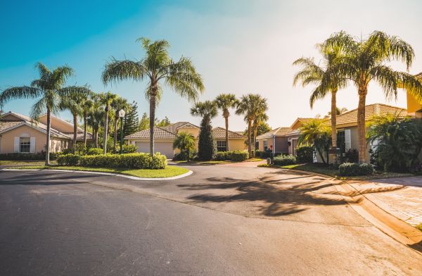 Palm Tree Landscaping in Surprise