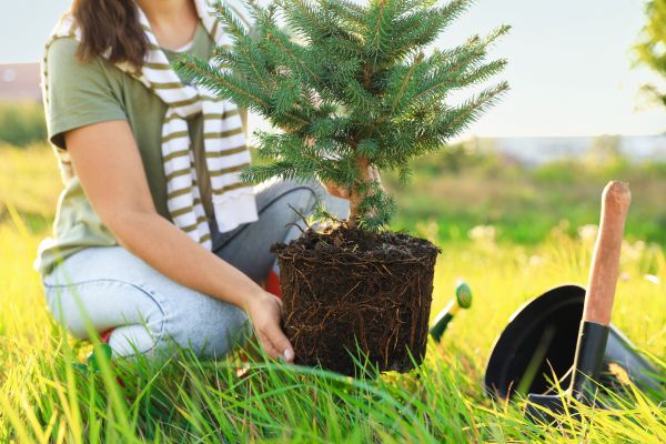 Spruce Tree Planting in Surprise