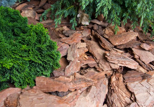 Pine Bark Installation in Surprise