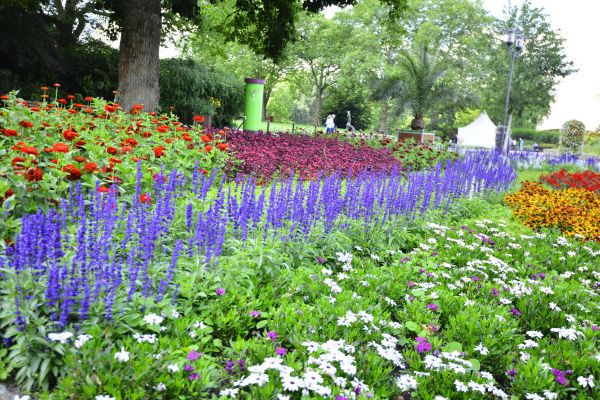 Perennials Planting in Surprise