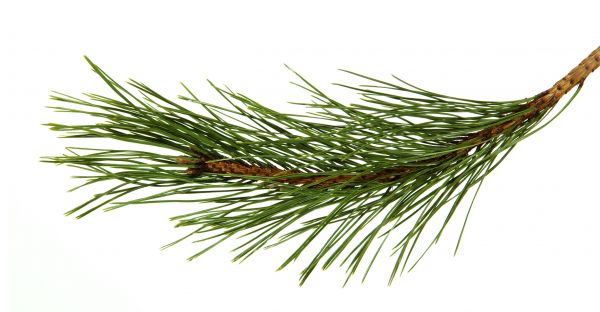 Pine Needles Installation in Surprise