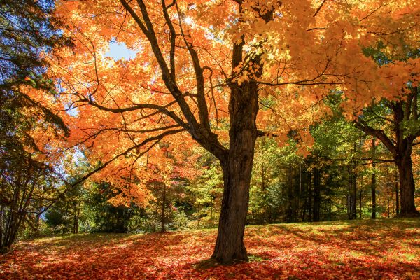 Maple Tree Planting in Surprise
