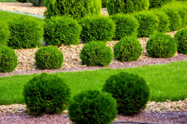 Bush Installation in Surprise