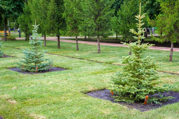Privacy Trees Planting in Surprise