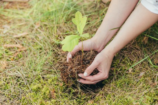 Oak Tree Planting in Surprise