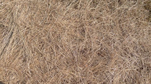 Pine Straw Replacement in Surprise
