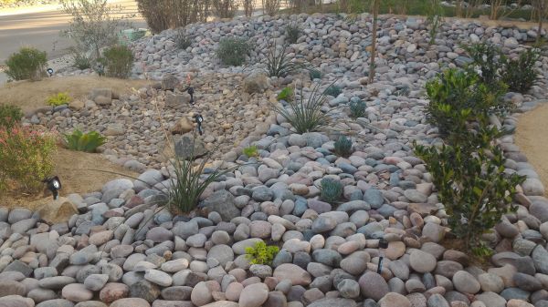 Yard Xeriscaping in Surprise