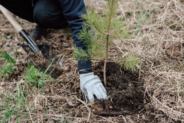 Pine Tree Planting in Surprise