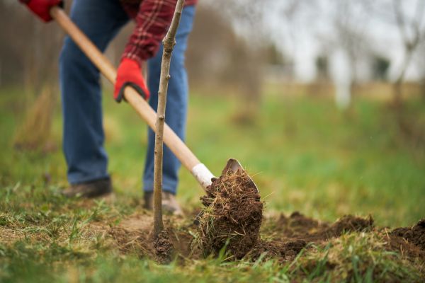 Trees Planting in Surprise