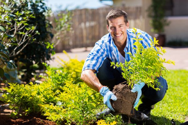 Shrub Landscaping in Surprise