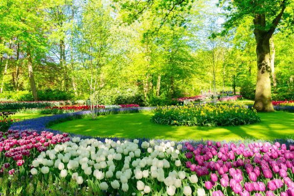 Flower Landscaping in Surprise