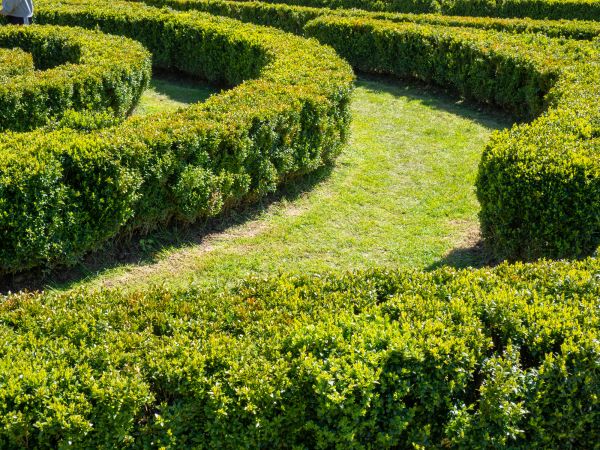 Bush Landscaping in Surprise