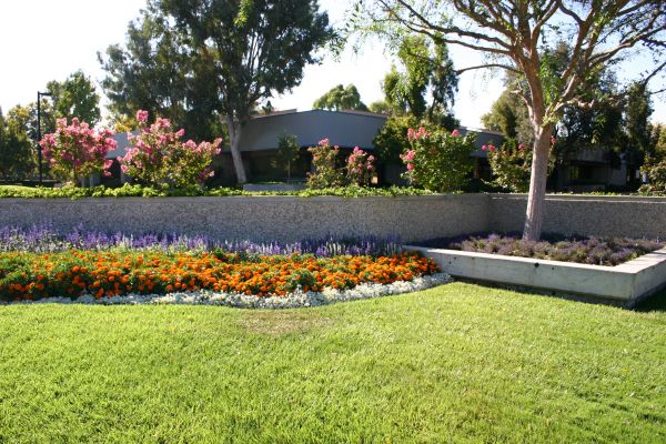 Commercial Landscape Service in Surprise