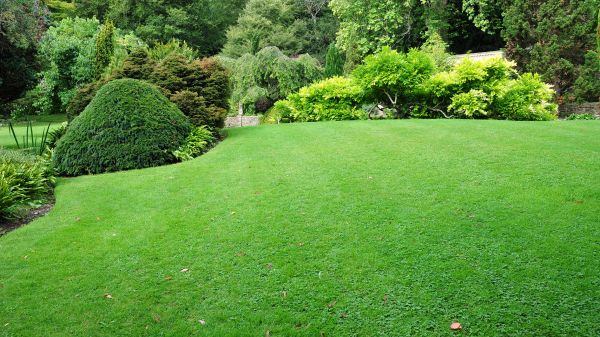 Commercial Landscape Design in Surprise