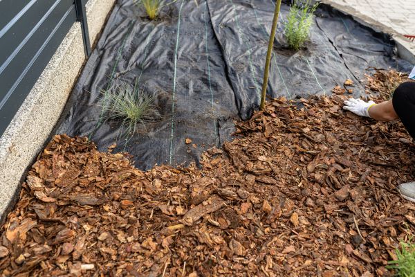 Pine Bark Spreading in Surprise