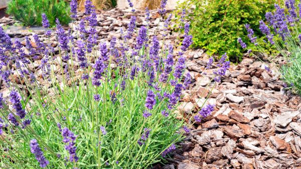 Pine Bark Landscaping in Surprise