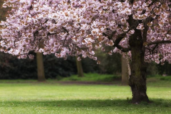 Cherry Tree Planting in Surprise