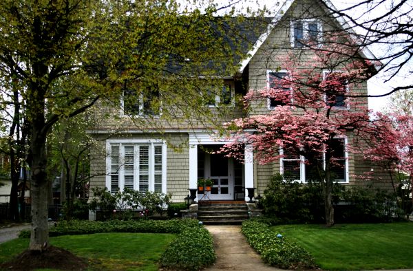 Ornamental Tree Planting in Surprise