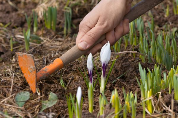 Flower Garden Weeding in Surprise