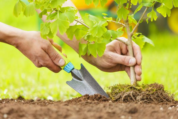 Fruit Tree Planting in Surprise