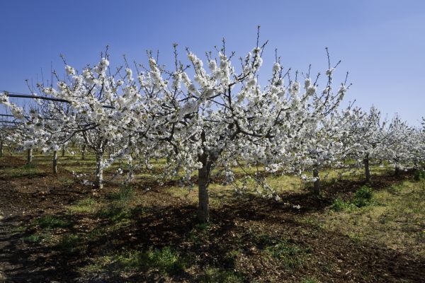 Orchard Planting in Surprise