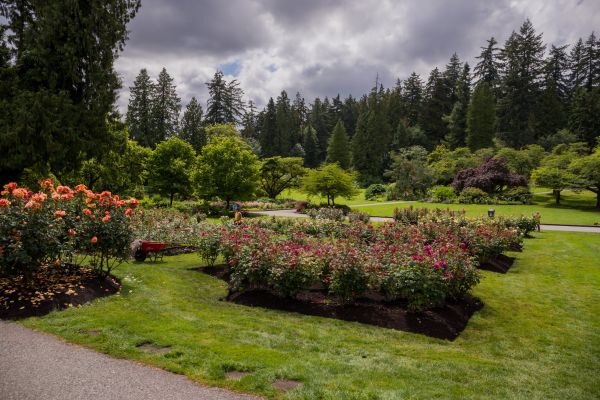 Flower Garden Landscaping in Surprise