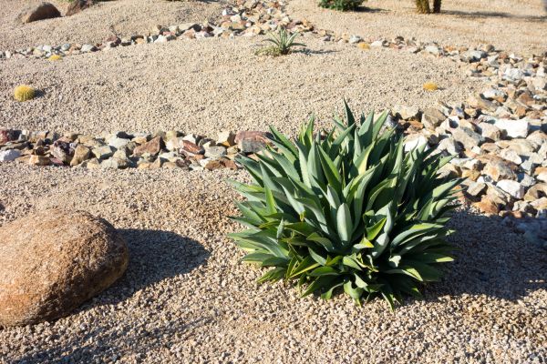 Xeriscaping Service in Surprise