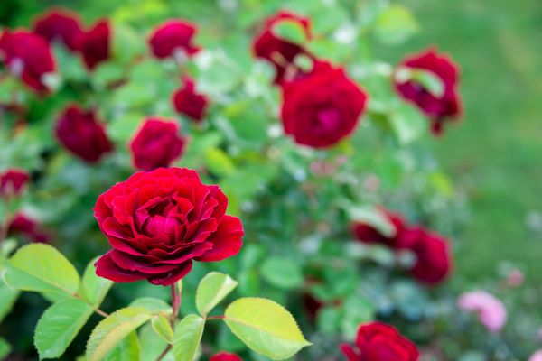 Rose Planting in Surprise