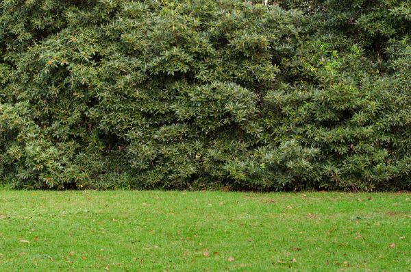 Privacy Hedge Planting in Surprise