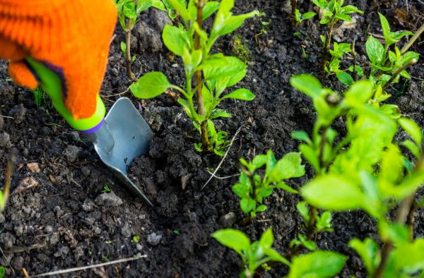 Hydrangea Planting in Surprise