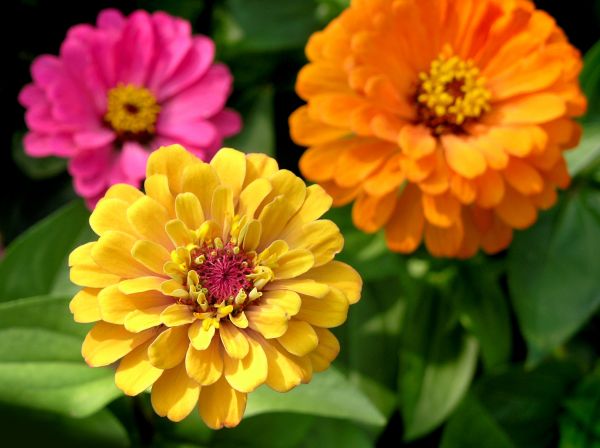 Zinnia Planting in Surprise