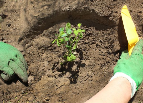 Rose Bush Planting in Surprise