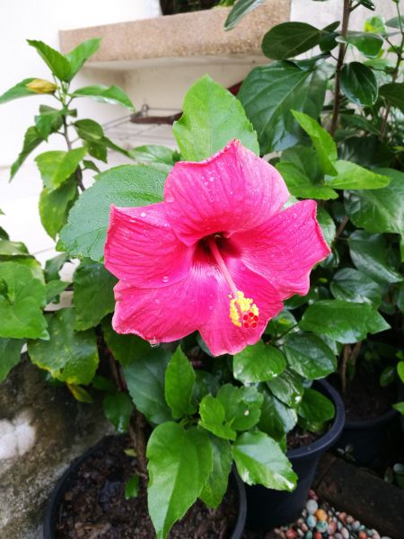 Hibiscus Planting in Surprise