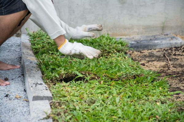 Ground Cover Planting in Surprise