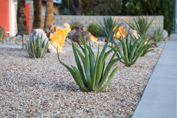 Drought Resistant Landscaping in Surprise