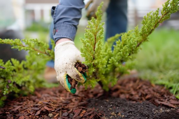 Church Mulching in Surprise